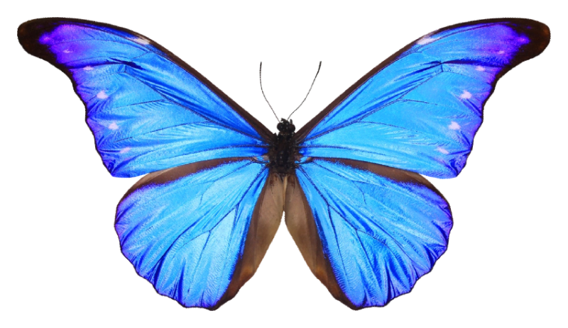 Blue Butterfly Logo